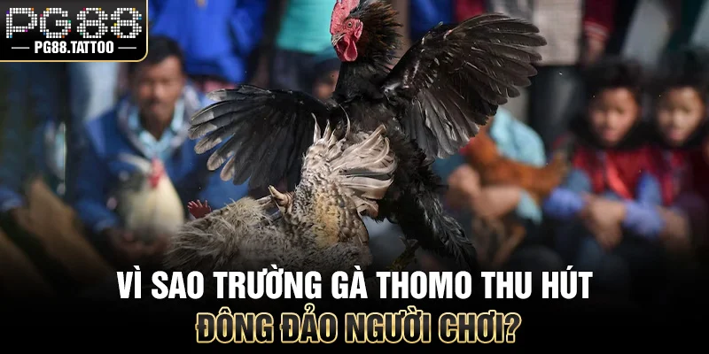 Vì sao trường gà Thomo thu hút đông đảo người chơi?