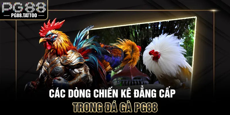 Các dòng chiến kê đẳng cấp trong đá gà PG88