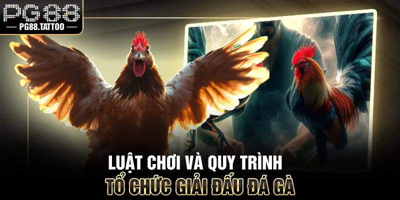 Luật chơi và quy trình tổ chức giải đấu đá gà