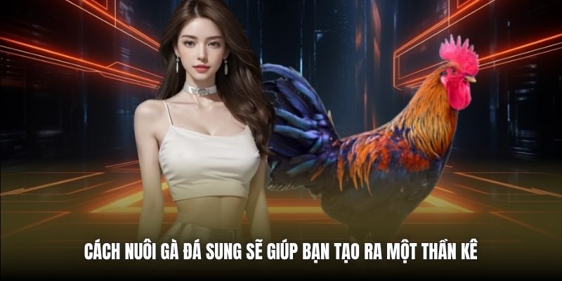 Cách nuôi gà đá sung sẽ giúp bạn tạo ra một thần kê 